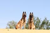 MALINOIS 193